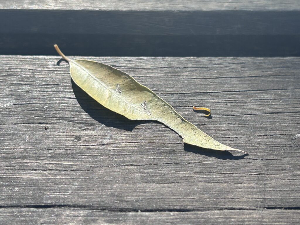 6.1 The Leaf & the Ant img 4559
